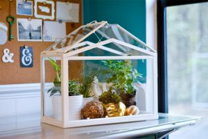 Tabletop Garden