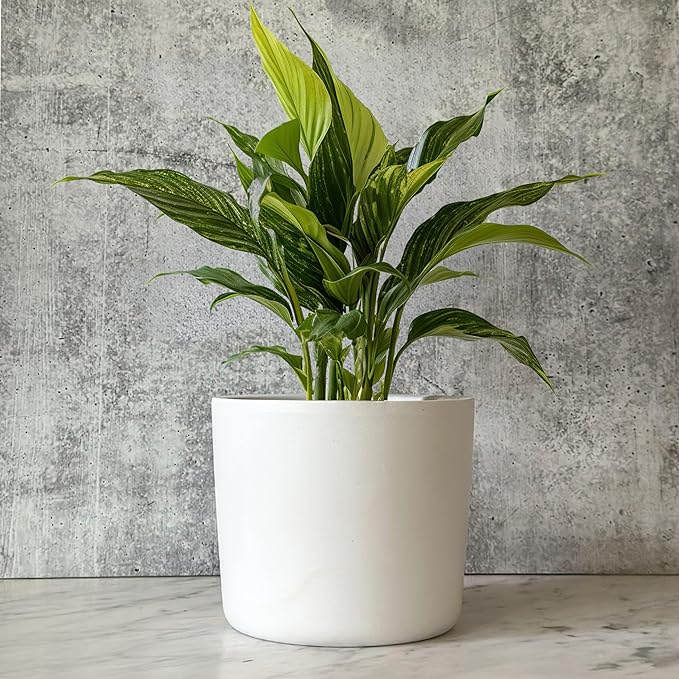 Amazon planter