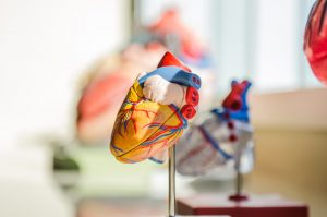 Anatomy heart model on stand in classroom