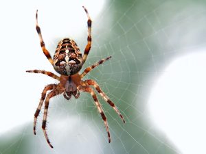 Close up of red and yellow spider in web