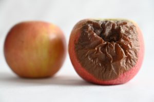 Two apples on a white background, one is rotting