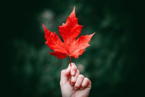 A hand holding a red leaf