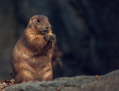 Groundhog holding seed