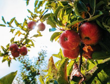Image of apples in tree