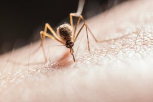 Closeup of mosquito