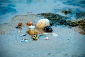 Sea shells on sand