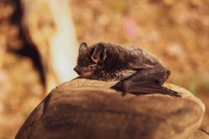 Bat laying down