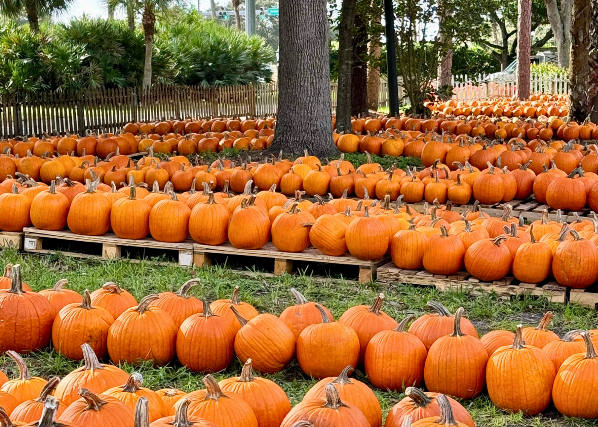 Pumpkin Patch Photo