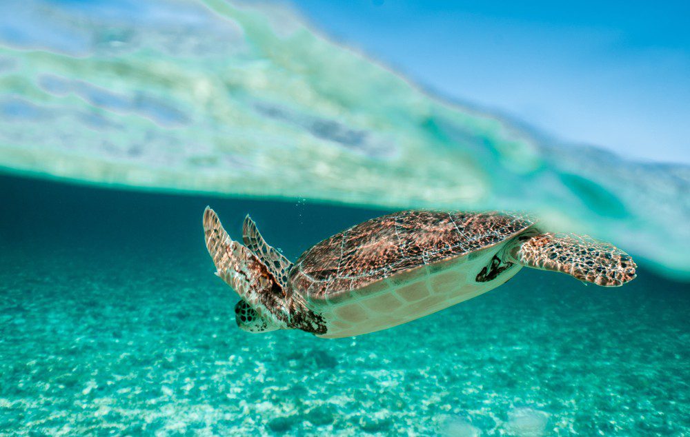 Sea-Turtles-Palm-Beaches-Documentary
